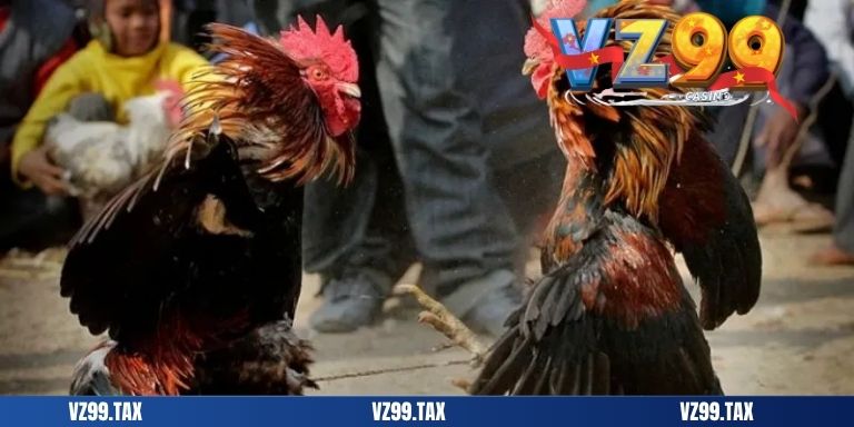 Đá Gà Campuchia – Tất Tần Tật Thông Tin 2025 5 add da ga campuchia