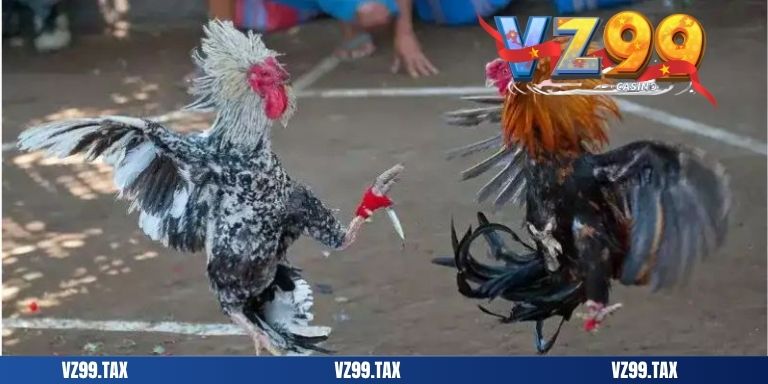 Đá Gà Cựa Dao 2025 – Trải Nghiệm Cá Cược Đỉnh Cao 6 add đá gà cựa dao