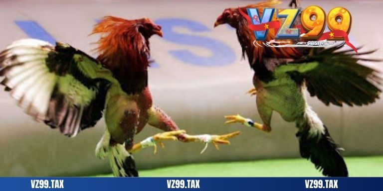 Đá Gà Cựa Sắt VZ99: Cập Nhật Chi Tiết Và Chính Xác Nhất 7 add đá gà cựa sắt