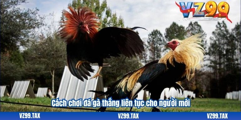 Đá Gà Online VZ99: Gặp Gỡ Đam Mê Giải Trí Cho Fan Gà Chọi VZ99 4 Cách chơi đá gà thắng liên tục cho người mới