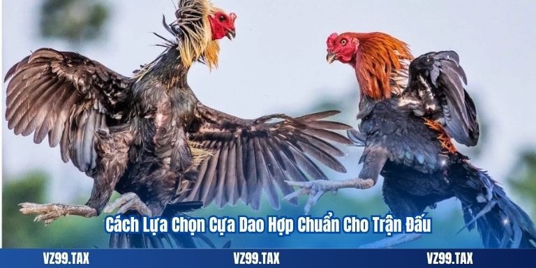 Đá Gà Cựa Dao 2025 – Trải Nghiệm Cá Cược Đỉnh Cao 4 Cách Lựa Chọn Cựa Dao Hợp Chuẩn Cho Trận Đấu