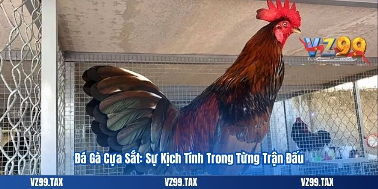 Đá Gà Campuchia – Tất Tần Tật Thông Tin 2025 4 Đá Gà Cựa Sắt: Sự Kịch Tính Trong Từng Trận Đấu