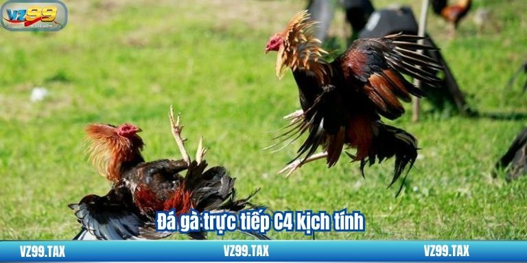 Đá Gà Trực Tiếp C4 - Trải Nghiệm Đặc Biệt Tại VZ99 2 Đá gà trực tiếp C4 kịch tính