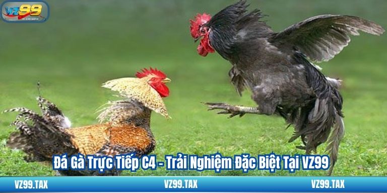 Đá Gà Trực Tiếp C4 - Trải Nghiệm Đặc Biệt Tại VZ99 3 Đá Gà Trực Tiếp C4 - Trải Nghiệm Đặc Biệt Tại VZ99