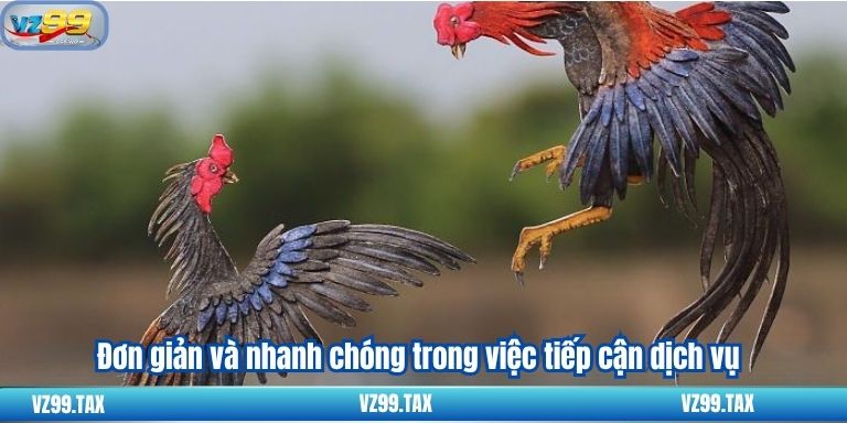 Đá Gà Trực Tiếp C4 - Trải Nghiệm Đặc Biệt Tại VZ99 4 Đơn giản và nhanh chóng trong việc tiếp cận dịch vụ