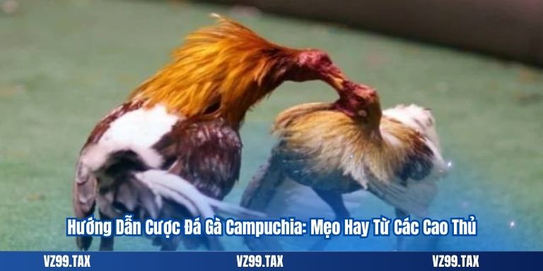 Đá Gà Campuchia – Tất Tần Tật Thông Tin 2025 6 Hướng Dẫn Cược Đá Gà Campuchia: Mẹo Hay Từ Các Cao Thủ
