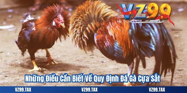 Đá Gà Cựa Sắt VZ99: Cập Nhật Chi Tiết Và Chính Xác Nhất 3 Những Điều Cần Biết Về Quy Định Đá Gà Cựa Sắt
