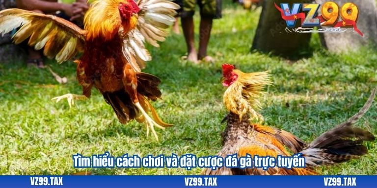 Đá Gà Online VZ99: Gặp Gỡ Đam Mê Giải Trí Cho Fan Gà Chọi VZ99 3 Tìm hiểu cách chơi và đặt cược đá gà trực tuyến