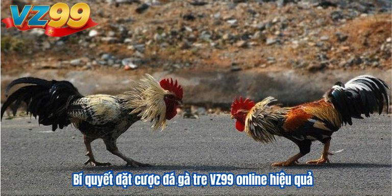 Đá Gà Tre VZ99: Tổng Hợp Kinh Nghiệm Chơi Hiệu Quả 2 Bí quyết đặt cược đá gà tre VZ99 online hiệu quả
