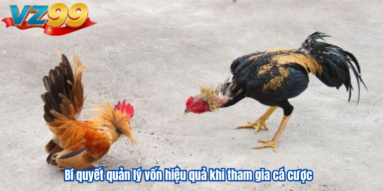 Đá Gà Tre VZ99: Tổng Hợp Kinh Nghiệm Chơi Hiệu Quả 4 Bí quyết quản lý vốn hiệu quả khi tham gia cá cược