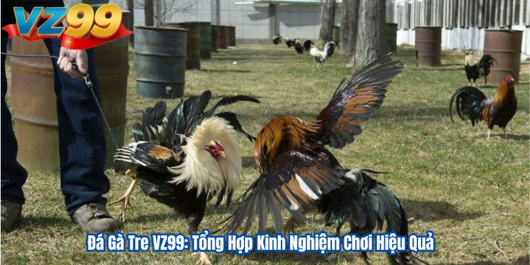 Đá Gà Tre VZ99: Tổng Hợp Kinh Nghiệm Chơi Hiệu Quả 2 Đá Gà Tre VZ99: Tổng Hợp Kinh Nghiệm Chơi Hiệu Quả