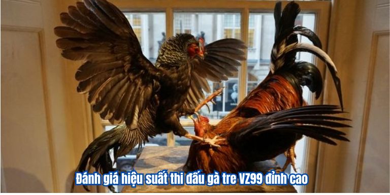 Đá Gà Tre VZ99: Tổng Hợp Kinh Nghiệm Chơi Hiệu Quả 3 Đánh giá hiệu suất thi đấu gà tre VZ99 đỉnh cao